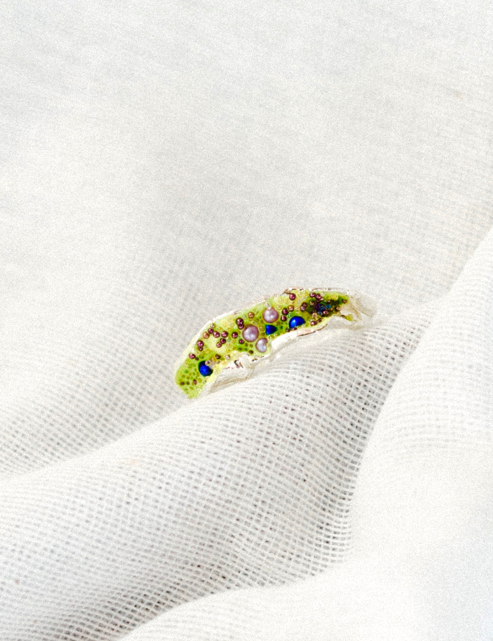 Anillo Sinuata Summer