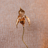 Escultura Orquídea Huánuco Base Negra