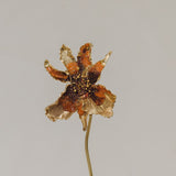 Escultura Orquídea Catleya