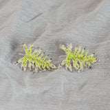 Aretes Filoendro Summer