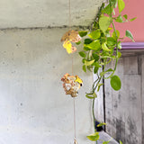 Alchemilla — Móvil artesanal