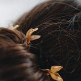 Hoja Pinza