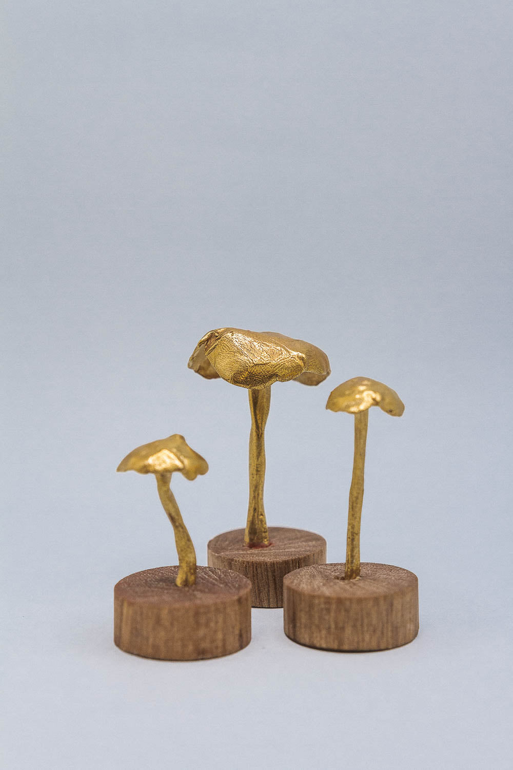 Hongos bronce base madera