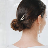 Pinza Brassia