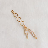 Pinza Brassia