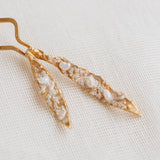 Pinza Brassia