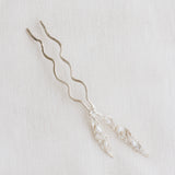 Pinza Brassia